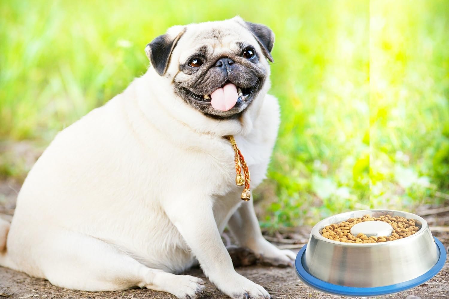 best food bowl for bulldogs